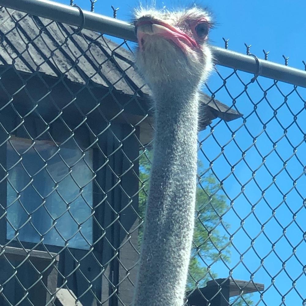 Before purchase please read